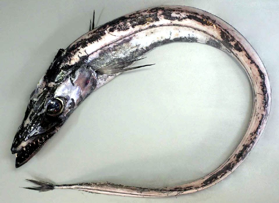 Aphanopus carbo_02.jpg